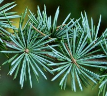 Cedrus atlantica 'Glauca' Blue Atlas Cedar Tree