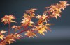 Acer palmatum 'Sango kaku' Coral Bark Japanese Maple Tree