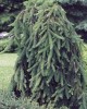 Picea abies 'Pendula' Weeping Norway Spruce Tree