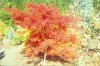 Acer palmatum dissectum 'Seiryu' Cutleaf Upright Japanese Maple Tree