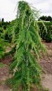 Cedrus libani 'Beacon Hill' Weeping Cedar of Lebanon
