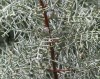 Cupressus glabra 'Blue Ice' Blue Arizona Cypress