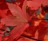 Acer palmatum 'Herbstfeuer' Japanese Maple Tree