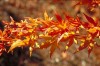 Acer palmatum 'Japanese Sunrise' Japanese Maple Tree