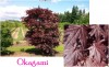 Acer palmatum 'Okagami' Japanese Maple Tree