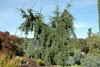 Pseudotsuga menziesii 'Graceful Grace' Weeping Douglas Fir Tree