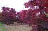 Acer palmatum 'Bloodgood' Red Japanese Maple Tree