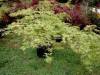 Acer palmatum dissectum 'Germaines' Gyration' weeping Japanese Maple