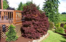 Acer palmatum 'Pixie' Dwarf Red Japanese Maple
