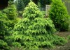 Cedrus deodara 'Snow Sprite' White Dwarf Himalayan Cedar