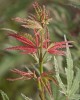 Acer palmatum 'Beni shichihenge' Japanese Maple Tree