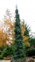 Picea glauca 'Pendula' Weeping White Spruce