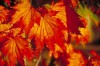 Acer japonicum 'Attaryi' Full Moon Maple