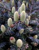 Abies koreana silberlocke Korean Fir Spring Cones