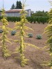 Cedrus atlantica 'Glauca Aurea' Golden Blue Atlas Cedar