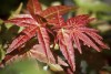 Acer palmatum 'Beni maiko' Japanese Maple Tree summer color