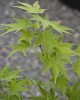 Acer palmatum 'Shidava Gold' Japanese Maple Tree