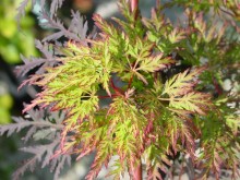 Acer palmatum dissectum 'Emerald Lace' Cutleaf Japanese Maple Tree