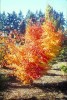 Acer palmatum 'Beni kawa' Coral Bark Japanese Maple Tree