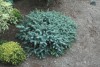 Abies pinsapo 'Horstmann Nana' Dwarf Spanish Fir