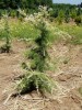 Cedrus deodara 'Albospica' White Tip Himalayan Cedar