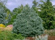 Abies lasiocarpa `Ariz. Gl Compacta' Dwarf Arizona Blue Cork Fir